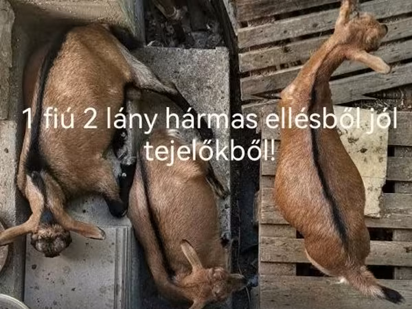 Cabra, Cabras