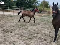 Mare, Lipizzaner — photo 8