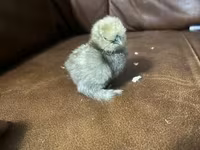 Silkie — zdjęcie 1