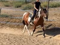 Stute, Pinto horses — Foto 3