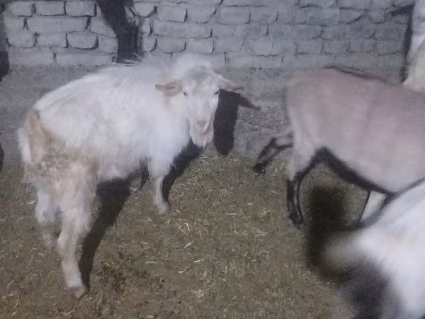 Taka, Saanen goat
