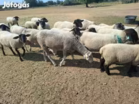 Schaf, White Suffolk sheep — Foto 8