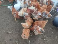 Chickens — Foto 1