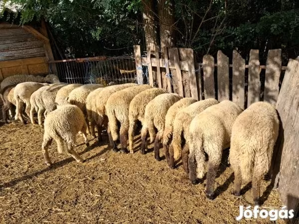 أغنام (دفعة، الجنس غير محدد), الأغنام