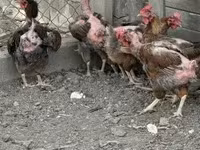 Chickens — zdjęcie 1