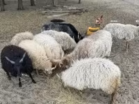 मेढ़ा, Racka sheep — फ़ोटो 1