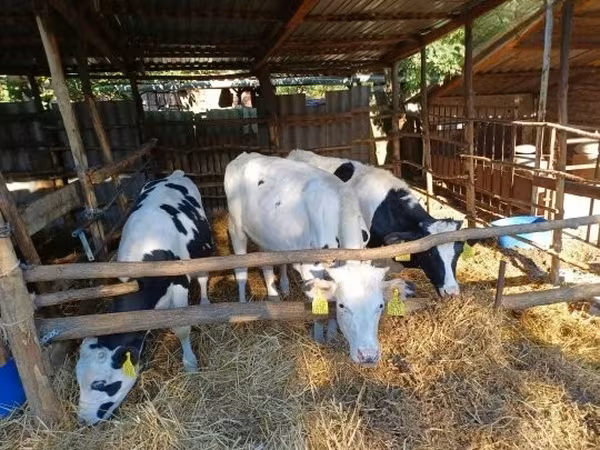 Taureau, Race Holstein — Hongrie