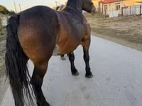 Кобила, Hungarian horse breed — фото 8