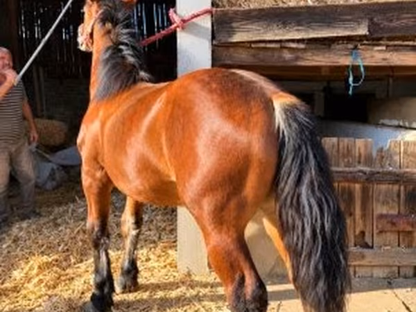 公马, Horses