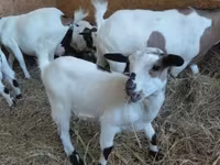 बकरा, Dutch Landrace goats — फ़ोटो 1