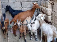 Echki, Alpine goat — 4-rasm