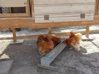 Bantam de Pequim — foto 1