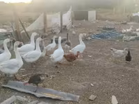 Geese — 3-сурет