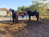 公马, Horses — 照片 4