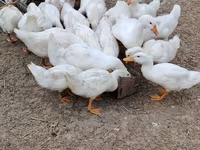 Nemački pekin — fotografija 7