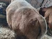 ثور, Simmental cattle — الصورة 3