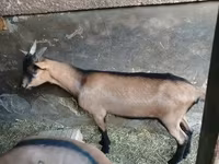 Ziegenbock, Alpine goat — Foto 2