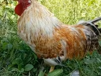 Chickens — zdjęcie 3