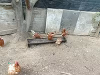 Chickens — zdjęcie 3