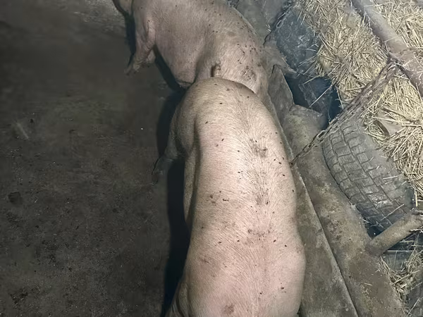 Knur, Świnie