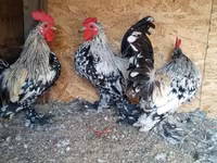 Bantam — fotografija 4