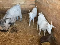 母山羊, Goats — 照片 4