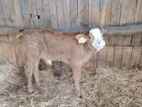 Bulle, Limousin-Kuh — Foto 1
