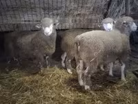 Qoç, Ile-de-France sheep — foto 3