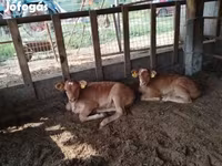 Vaca, Simmental cattle — foto 3