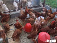 Chickens — फ़ोटो 3