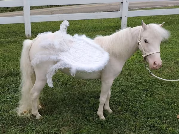 Kobila, Miniature horse