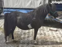 母马, Horses — 照片 2