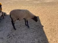 Carnero, Suffolk sheep — foto 3