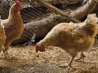 Lohmann Marrom — foto 4
