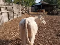 Vaca, Charolais cattle — foto 6