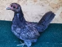Chickens — Foto 7
