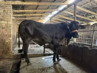 Krava, Brahman — fotografija 2