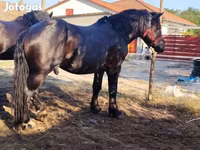 公马, Horses — 照片 1