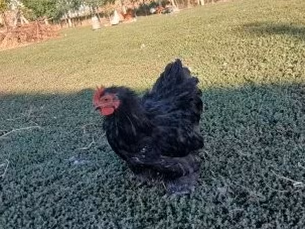 Chickens — Węgry