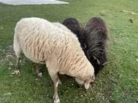 Carnero, Racka sheep — foto 2