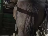 Égua, Cavalos — foto 2