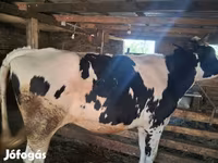 بقرة, Russian Black pied cattle — الصورة 2
