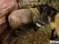 公羊, White Suffolk sheep — 照片 2