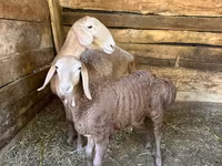 Ovca, Afghan Arabi sheep — fotografija 3
