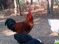 Ajam cemani — fotografija 5