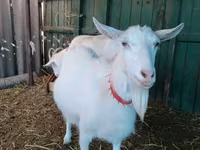 Goat, Saanen goat — photo 2