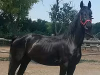 Madyan, Friesian — foto 4