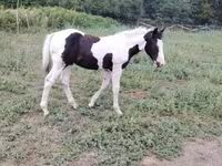 घोड़ा, Gypsy horse — फ़ोटो 8