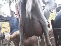 Cabra, Saanen goat — foto 2