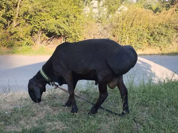 Ram, Edilbay sheep